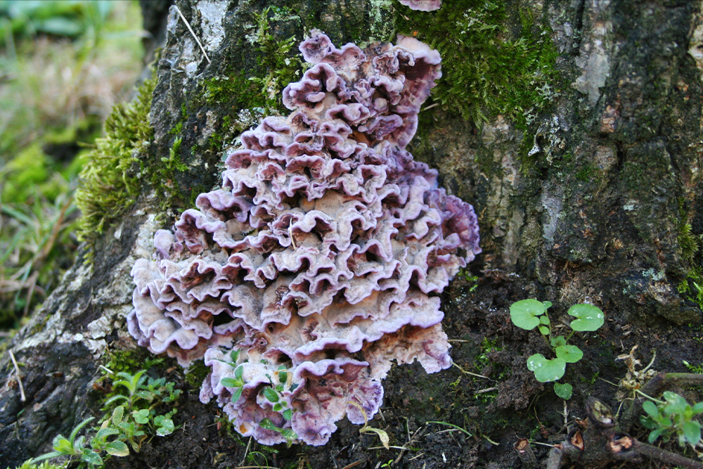 Грибок вида хондростереум пурпурный (Chondrostereum purpureum)