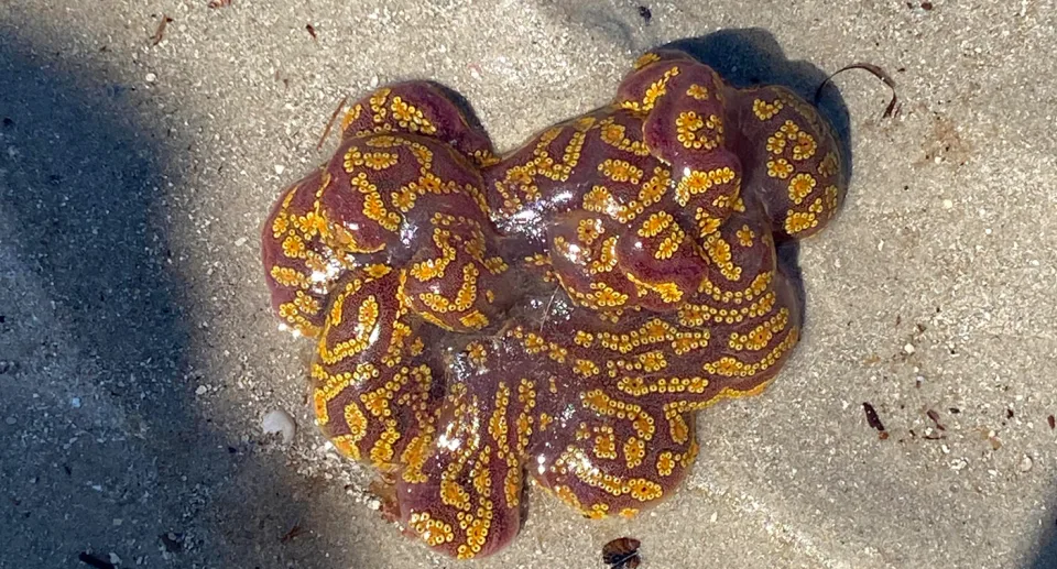 На пляже в Австралии отдыхающие нашли бесформенное и покрытое желтыми точками существо