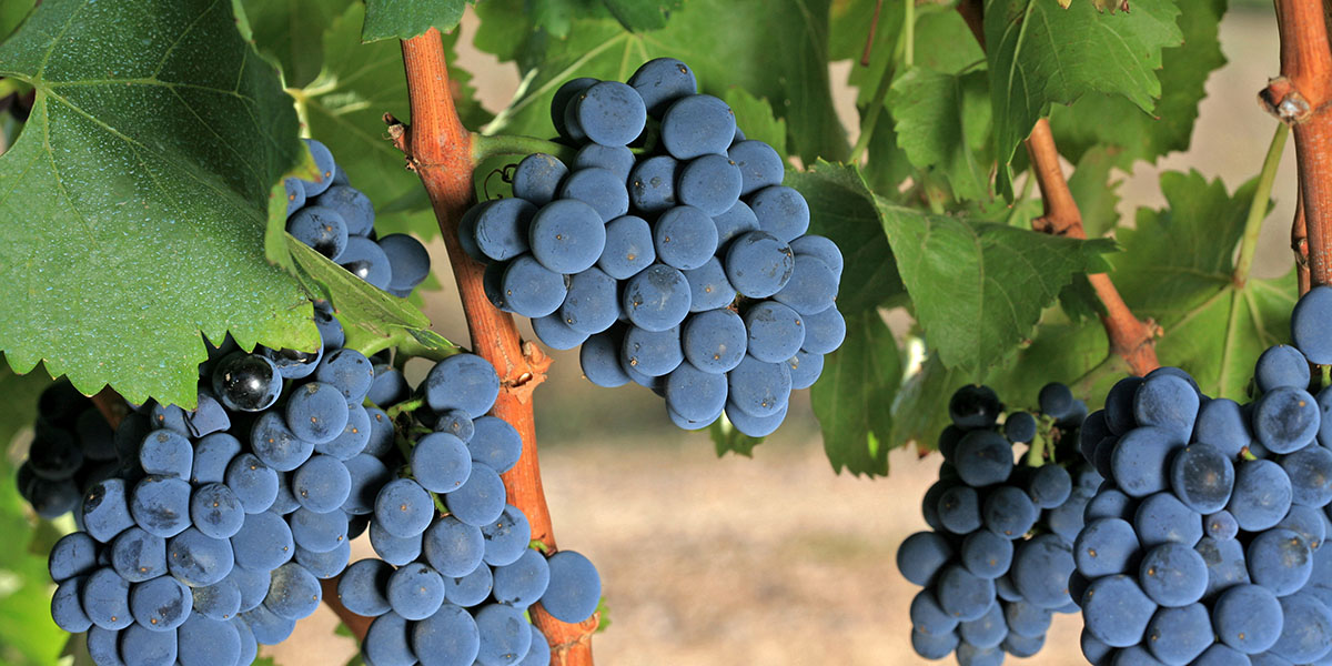 100-летние лозы и лёгкий аромат асфальта после дождя: чем интересны вина из «гренаша»