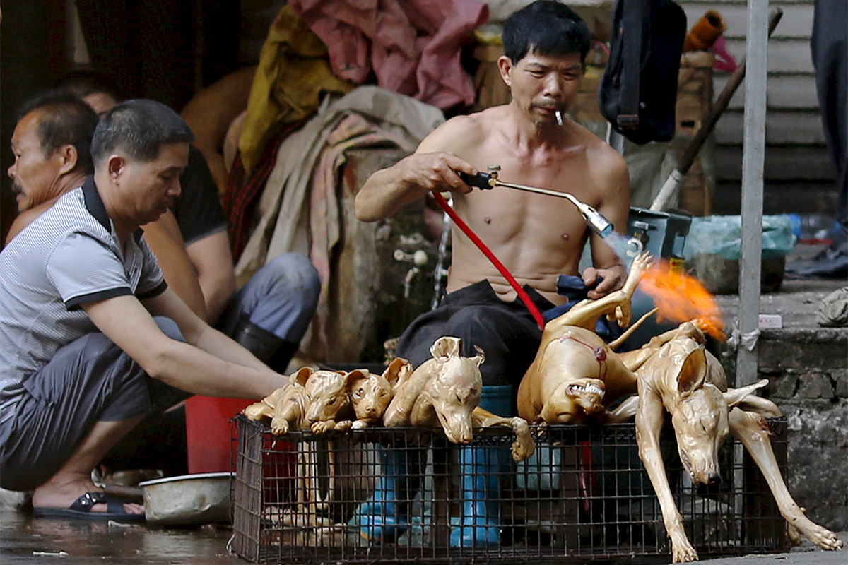 Мясник зажаривает собак на рынке
