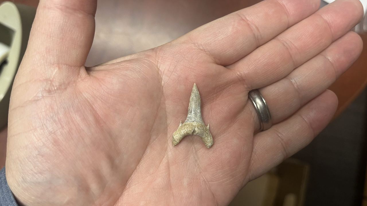 Зубы, найденные палеонтологами