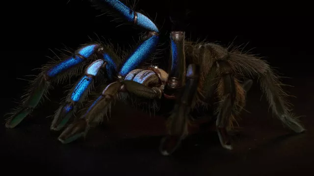 Новый вид тарантулов, обнаруженный на юге Таиланда