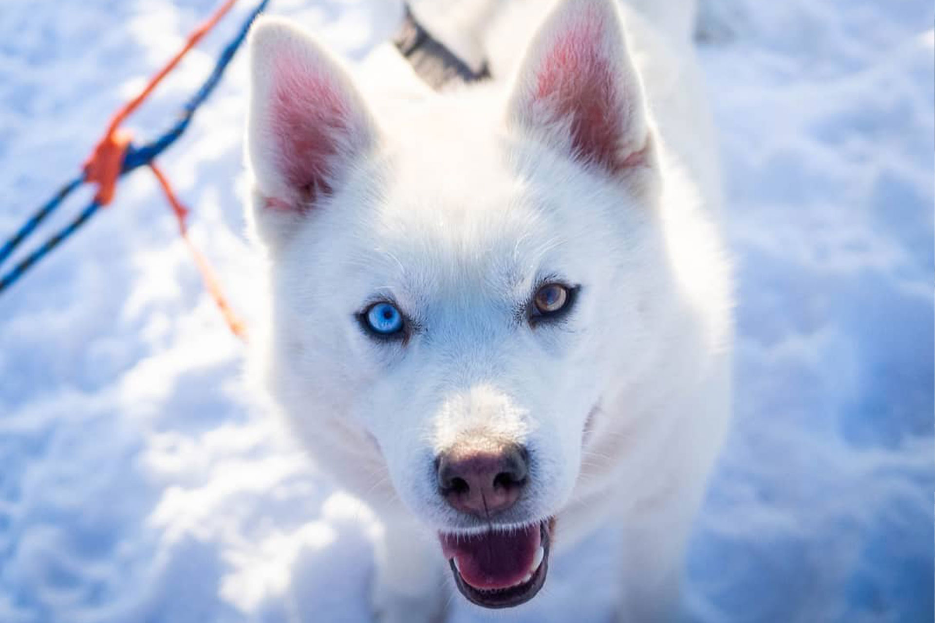 Собака из хаски-деревни  «Рузская Аляска»