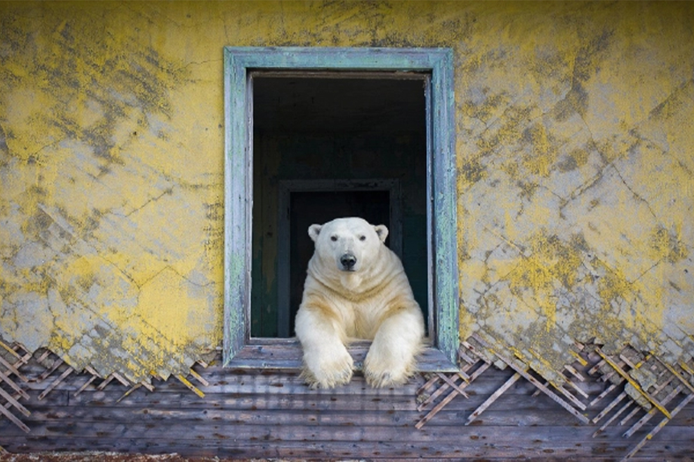 Из серии  «Дом медведей»