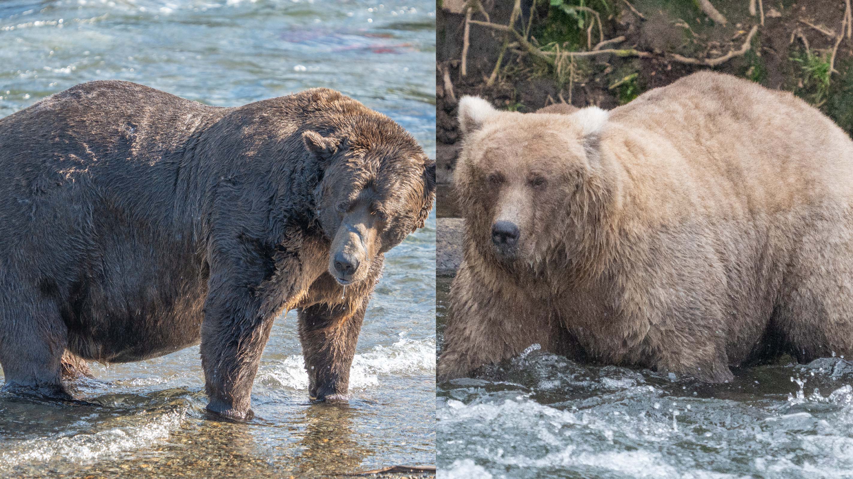Финалисты конкурса «Неделя толстого медведя». Победительница — медведица Грейзер — справа