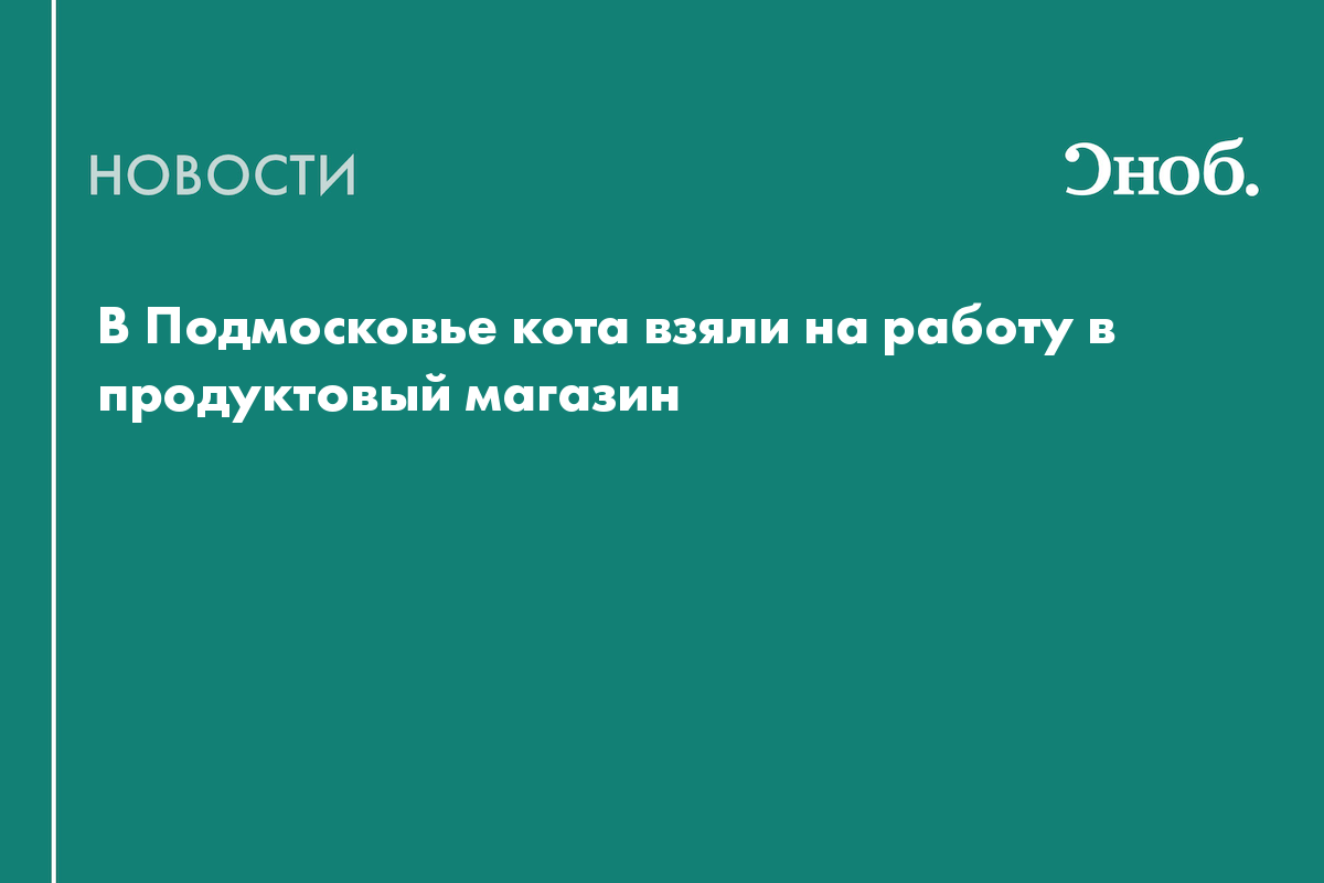 В Подмосковье кот вышел на работу в продуктовый магазин