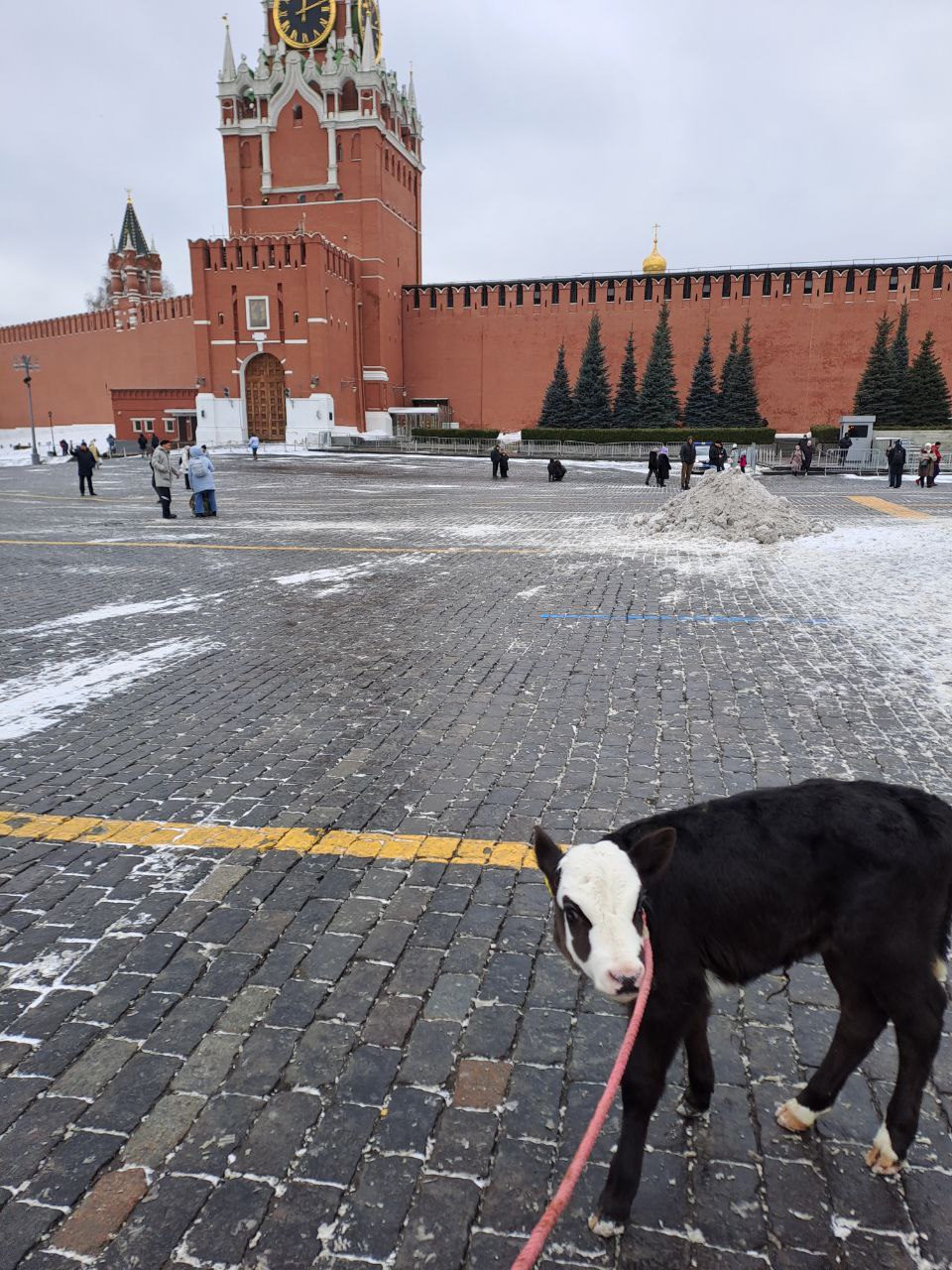 На фото — теленок Саша, которого Алисия Дэй выгуливала на Красной площади