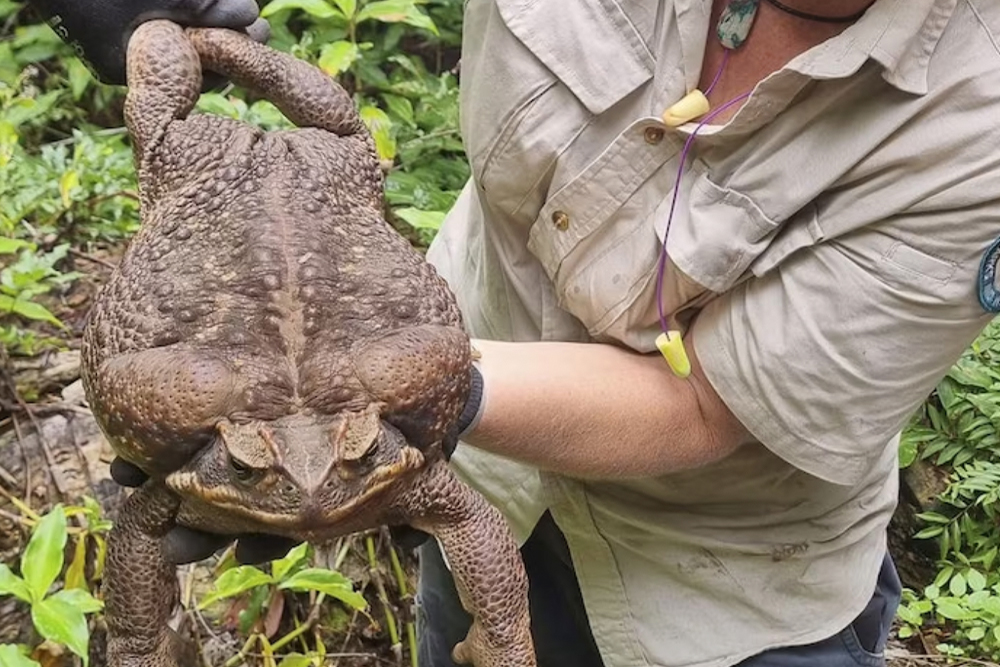 Гигантская тростниковая жаба, найденная в национальном парке Конуэй