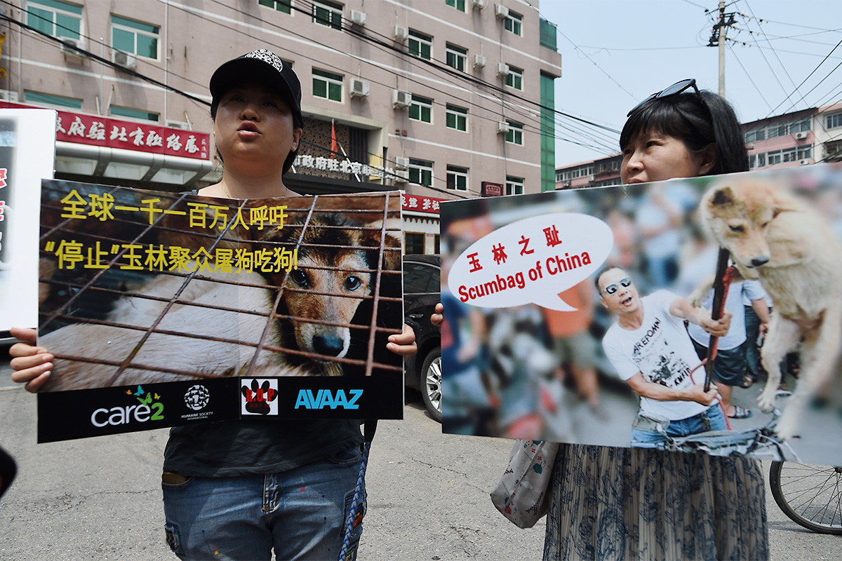 Зоозащитники протестуют у здания мэрии в Пекине за 11 дней до начала фестиваля. Петицию, призывающую запретить фестиваль, подписали 11 миллионов человек.