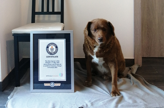 Пес Боби и сертификат от комитета Книги рекордов Гиннесса