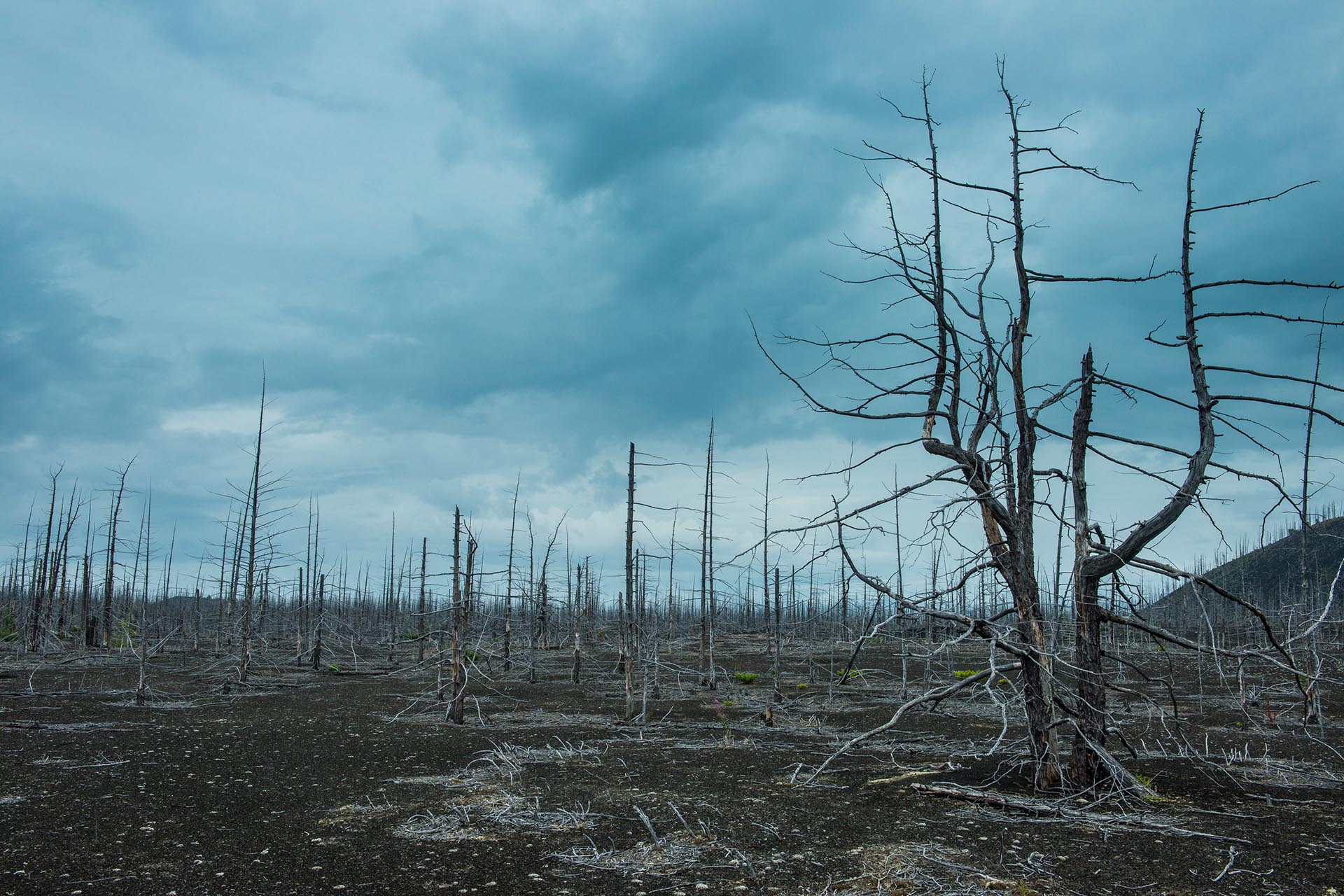 Мертвый лес на Камчатке
