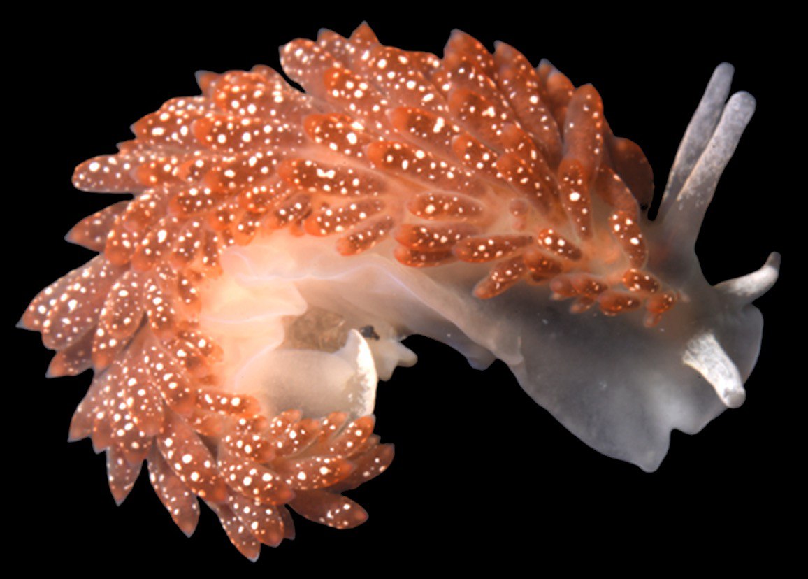 Моллюск Diaphoreolis zvezda