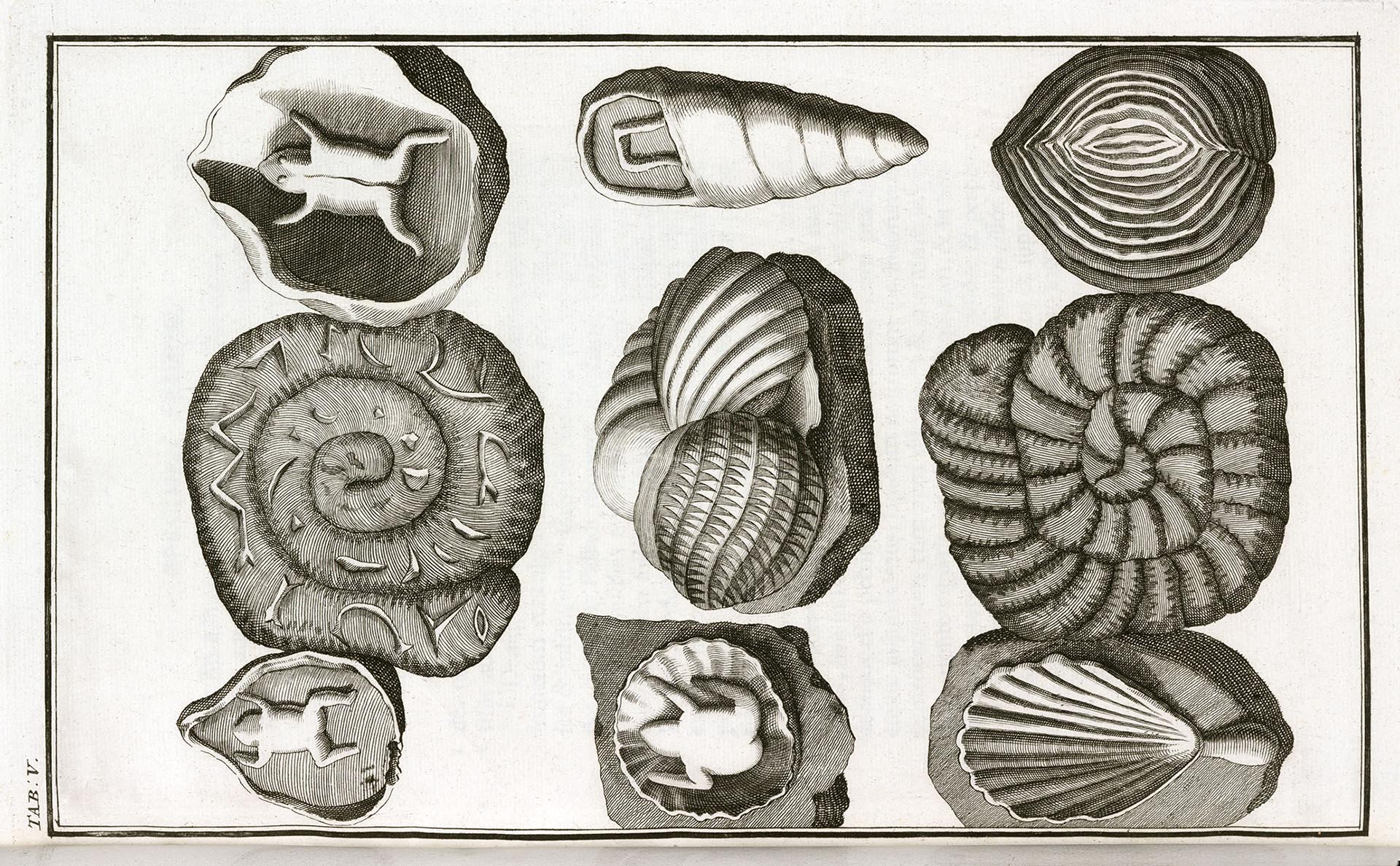 Поддельные ископаемые раковины и лягушки, 1745 год