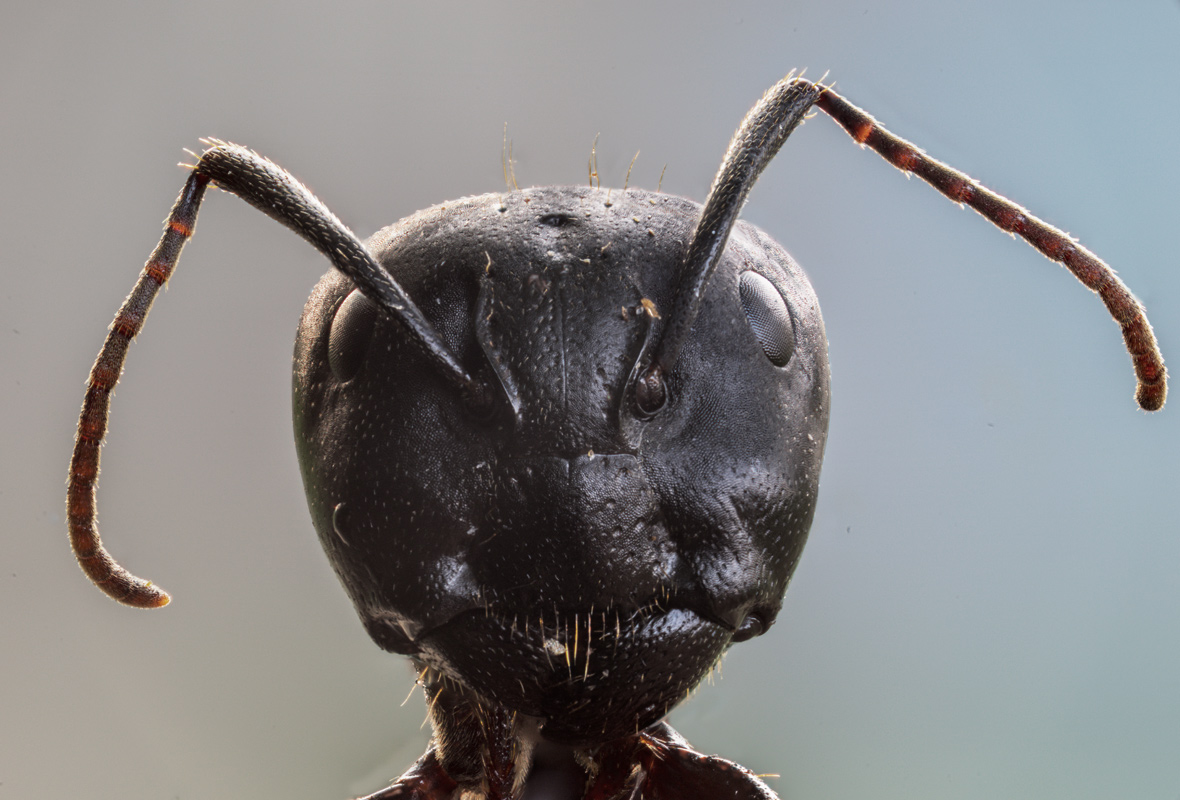 Camponotus vagus.