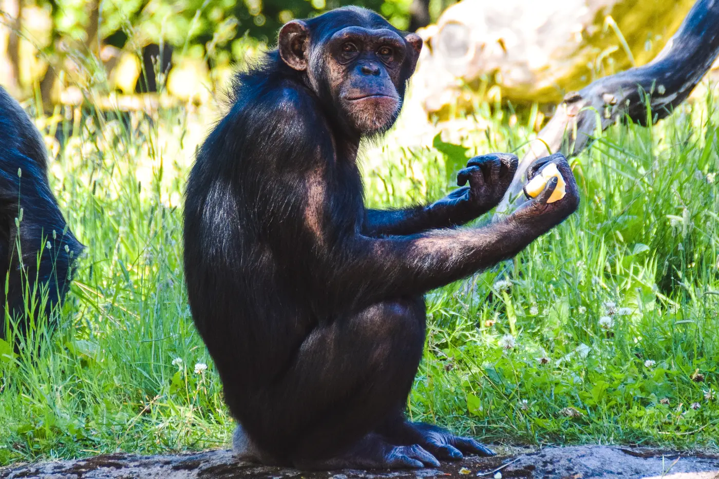 Шимпанзе Манда