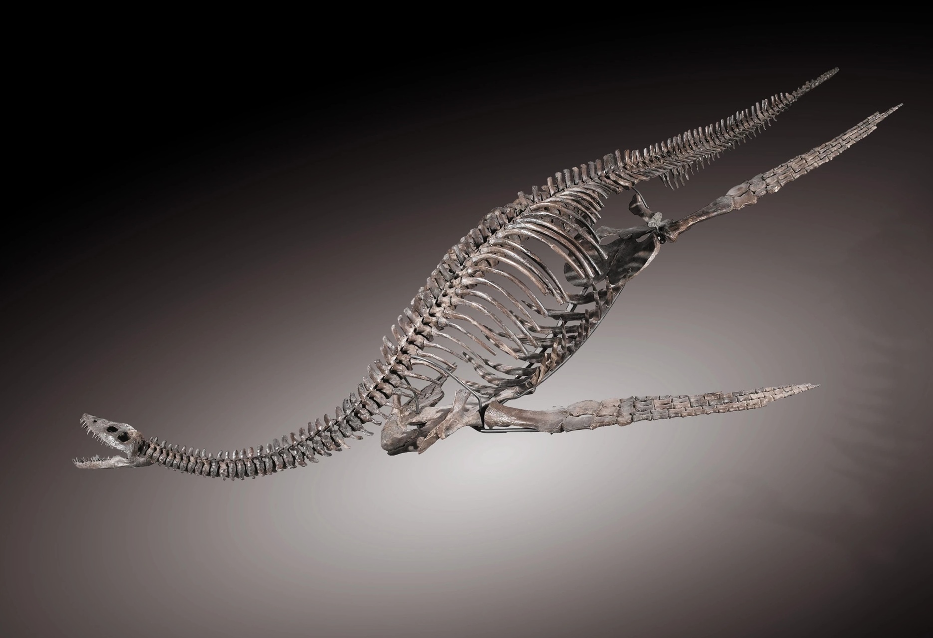 На аукцион выставили скелет предка лох-несского чудовища