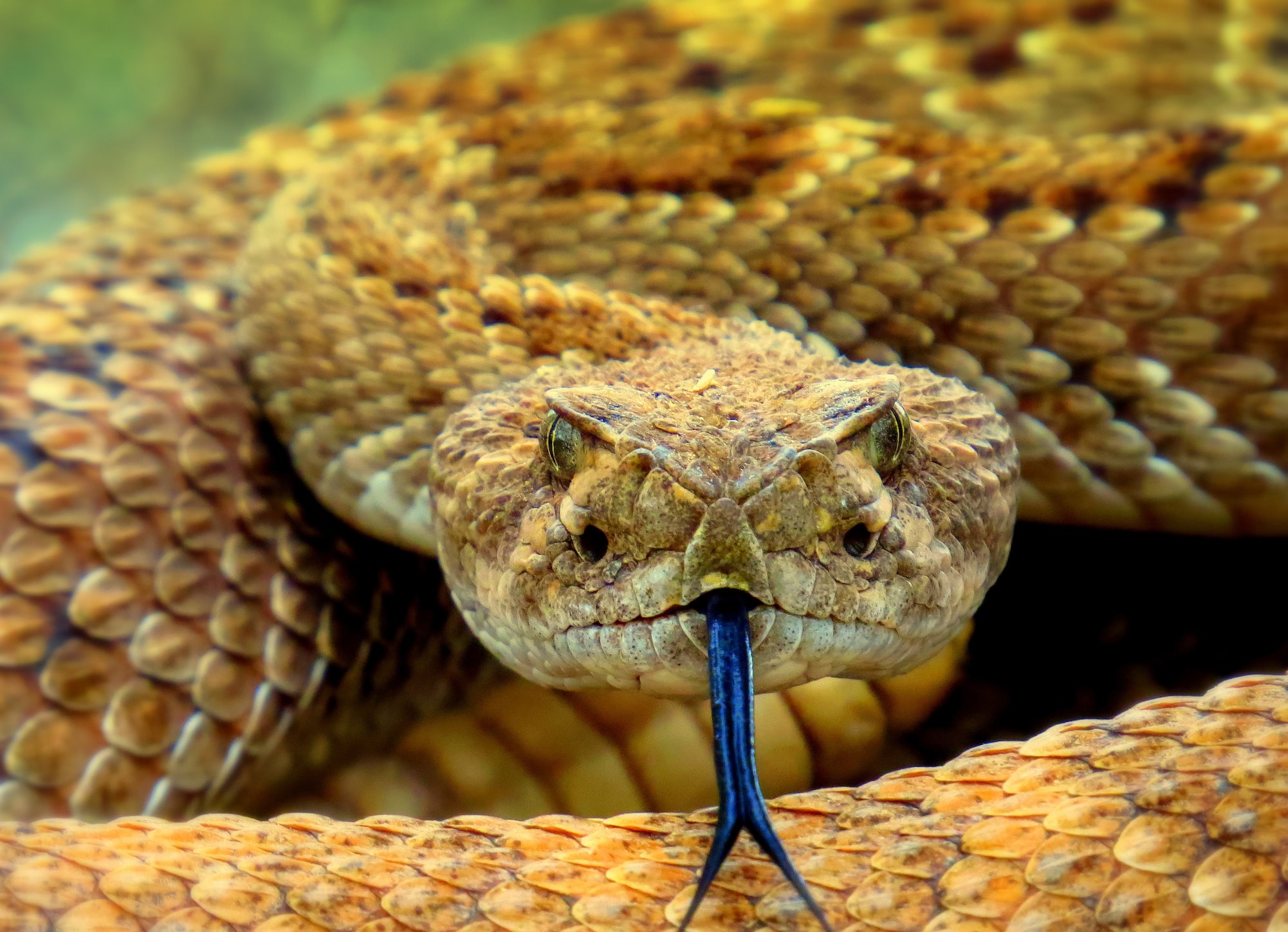 7 фактов о змеях, которые спасут при неожиданной встрече
