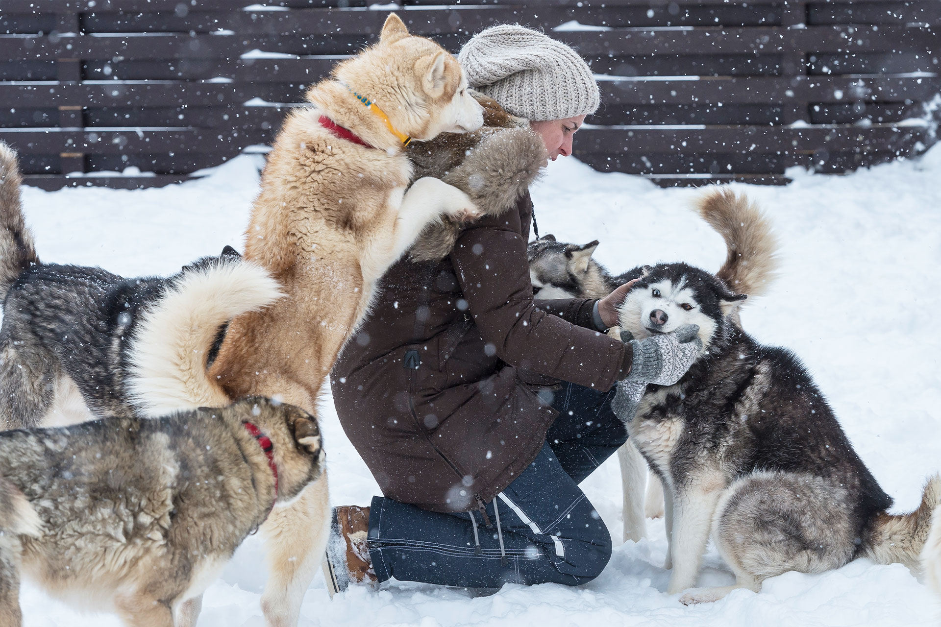 Наталия Басина с собаками