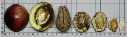 Слева направо: спелый плод; плод в разрезе; эндокарпий; разрез эндокарпия с семенем внутри; разрез эндокарпия без семени; семя в тонкой оболочке; очищенное семя.