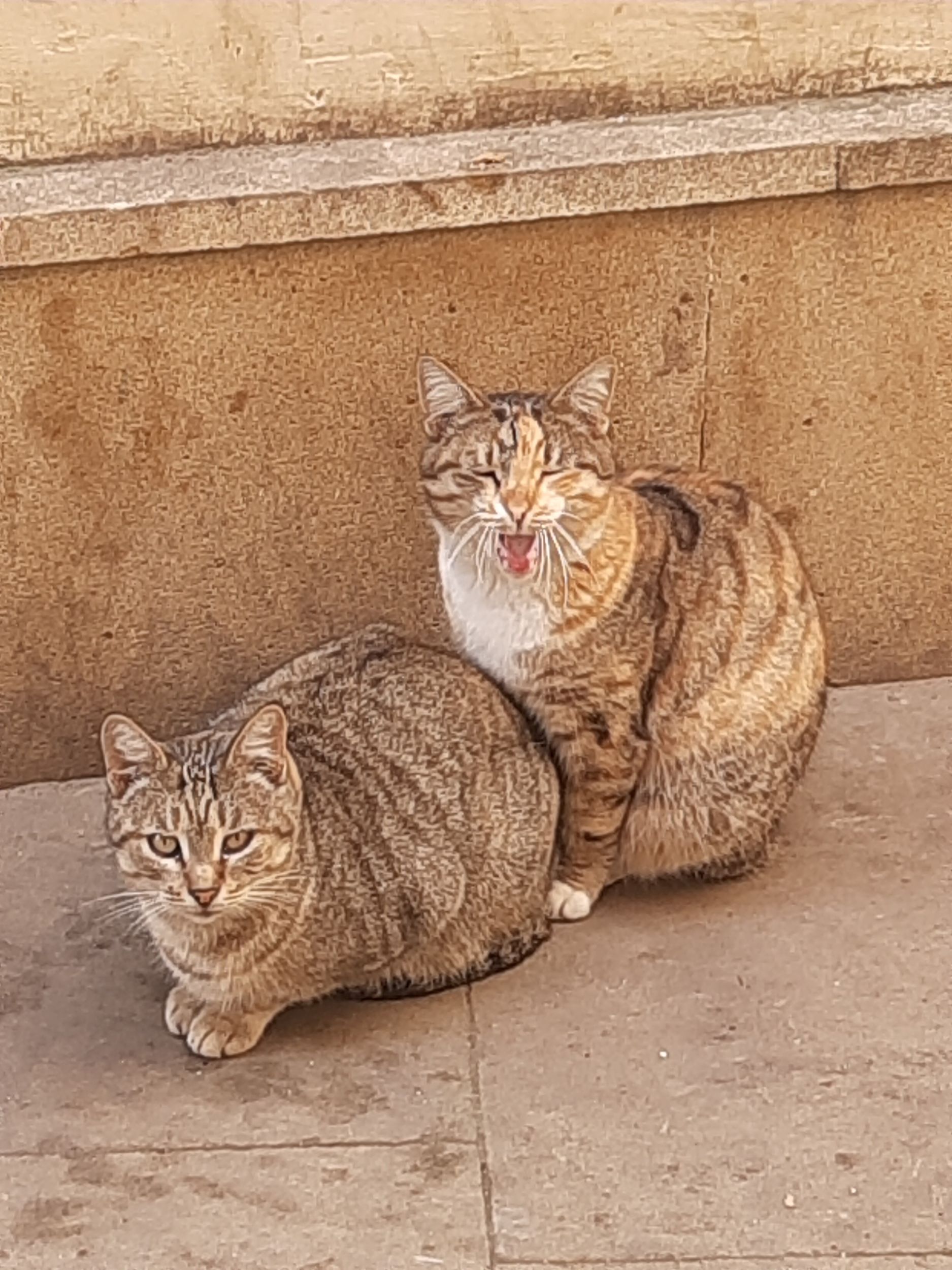 Бакинские коты Старого города