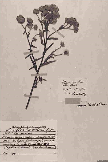 Один из сохранившихся листов гербария Г. А. Демидова