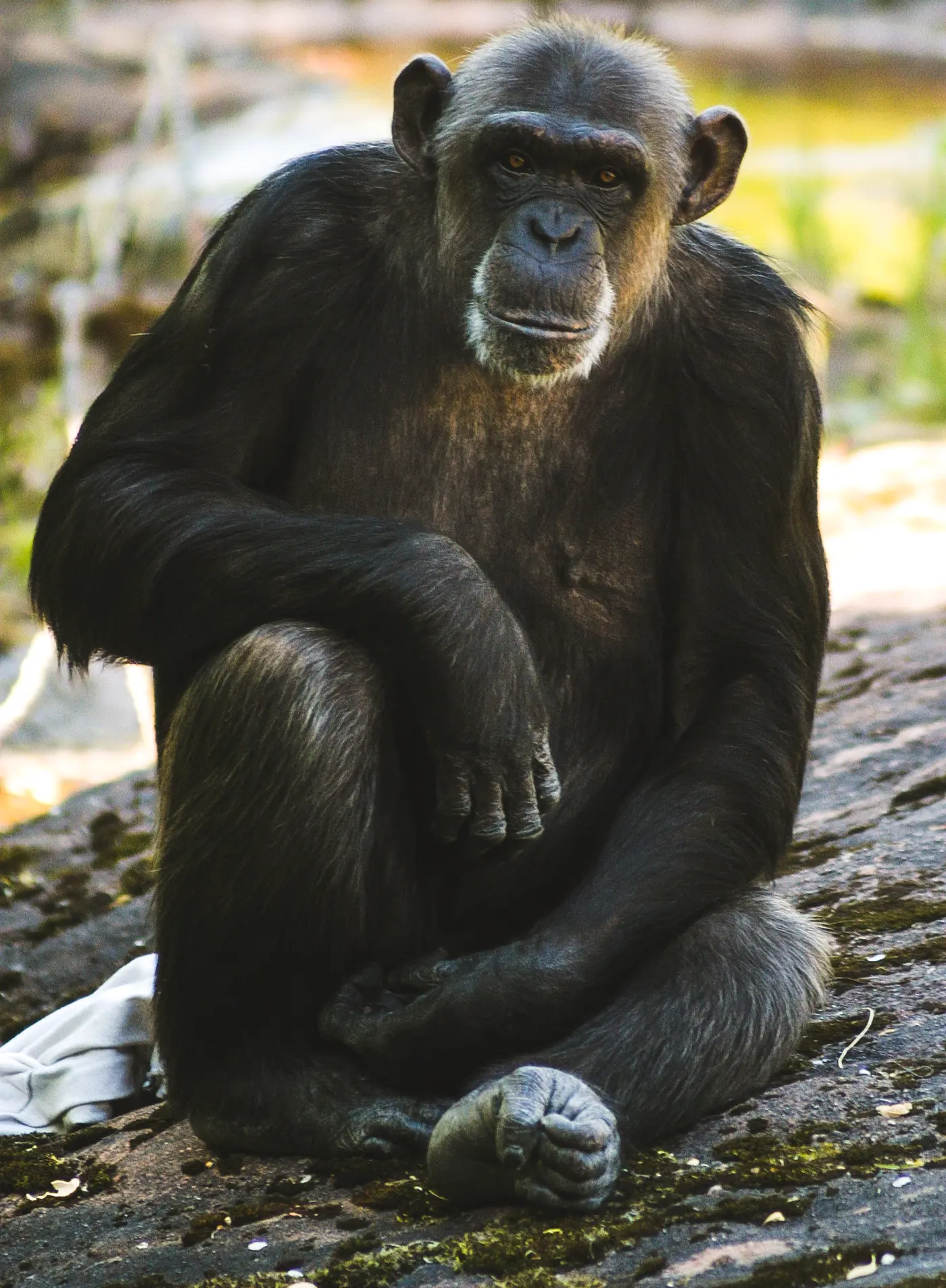 Шимпанзе Линда