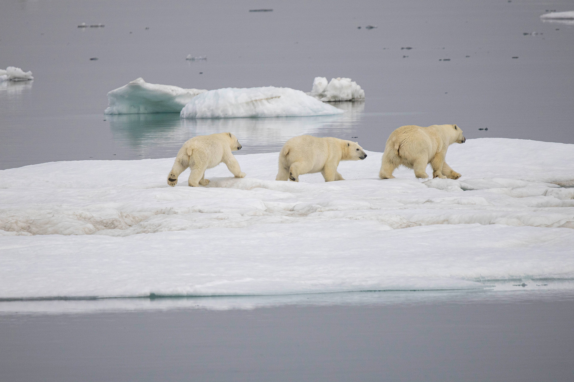 Белые медведи на льдах в Чукотском море. Белые медведи в основе живут и охотятся на льдах, поэтому по маршруту на остров Врангеля то там, то тут всегда встречаются льдины с медведями.Когда во время круиза льдов много, можно видеть медведей на льдах в море, а если мало льда — тогда они выходят на сушу