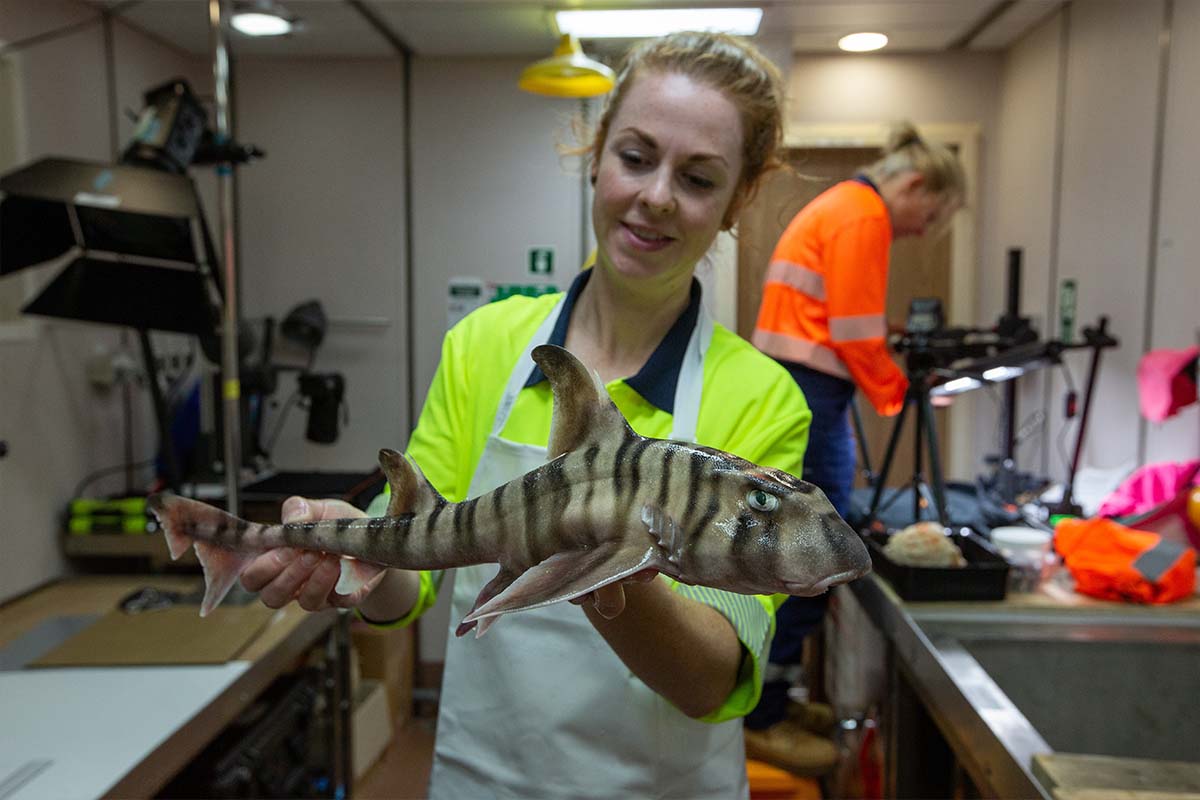 Эксперт CSIRO Хелен О'Нил с полосатой рогатой акулой