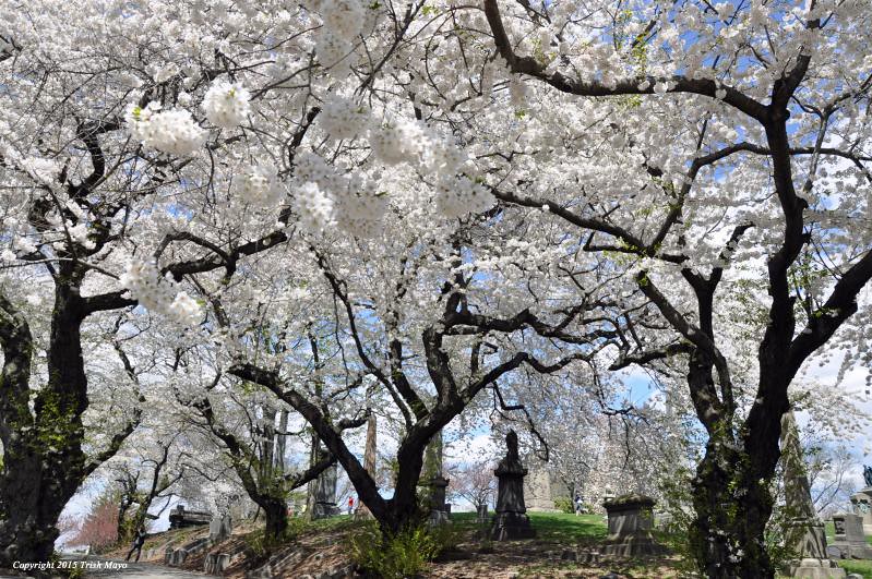 Цветущие сакуры на кладбище Грин-Вуд