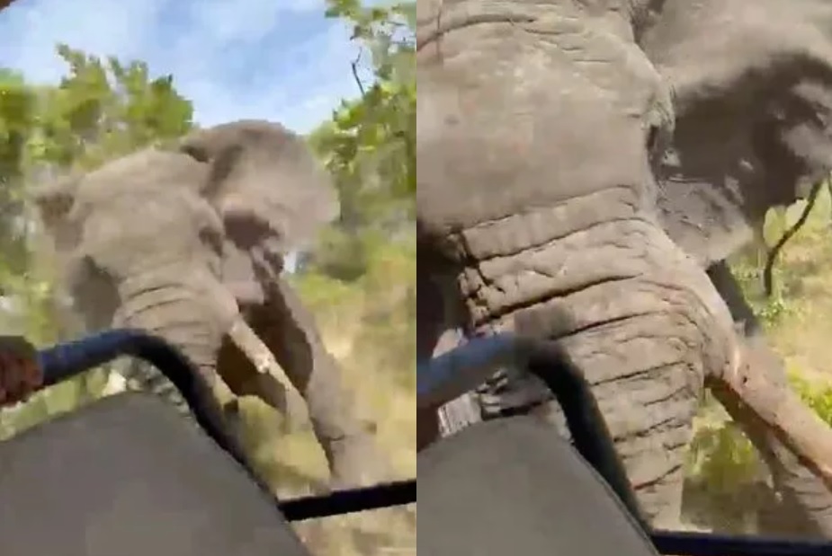 Кадры из видео нападения слона на участников сафари