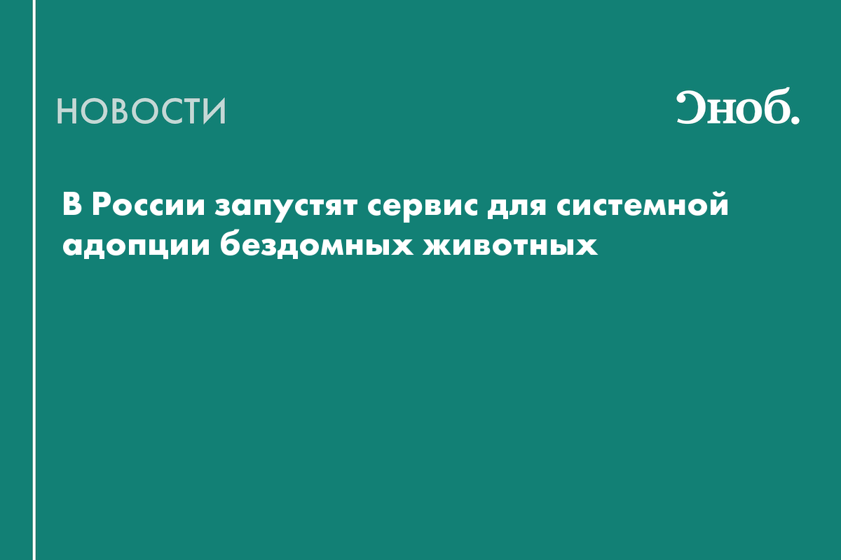 В России запускают платформу «Друг» для адопции бездомных животных