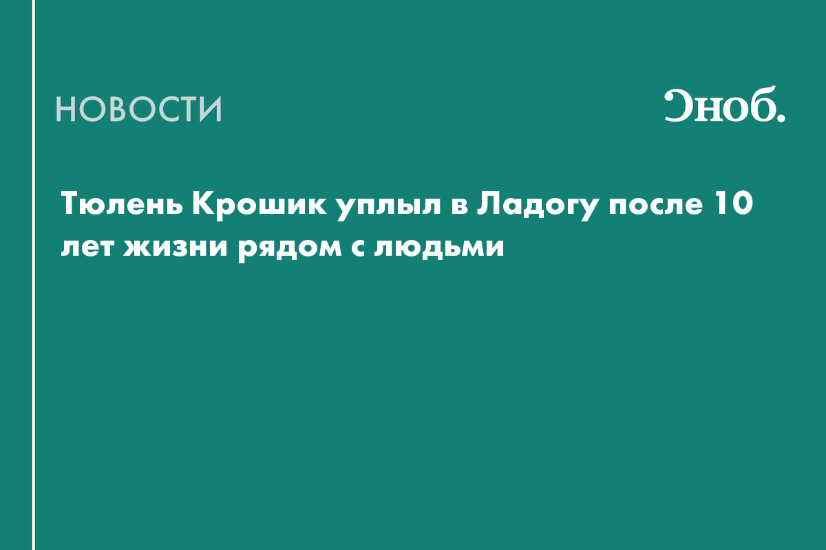 Самый известный тюлень Крошик уплыл в Ладогу после 10 лет жизни рядом с людьми