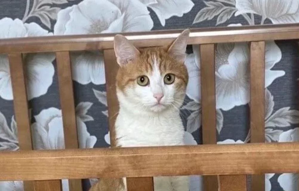 Проводница выбросила из поезда кота, сбежавшего от пассажира