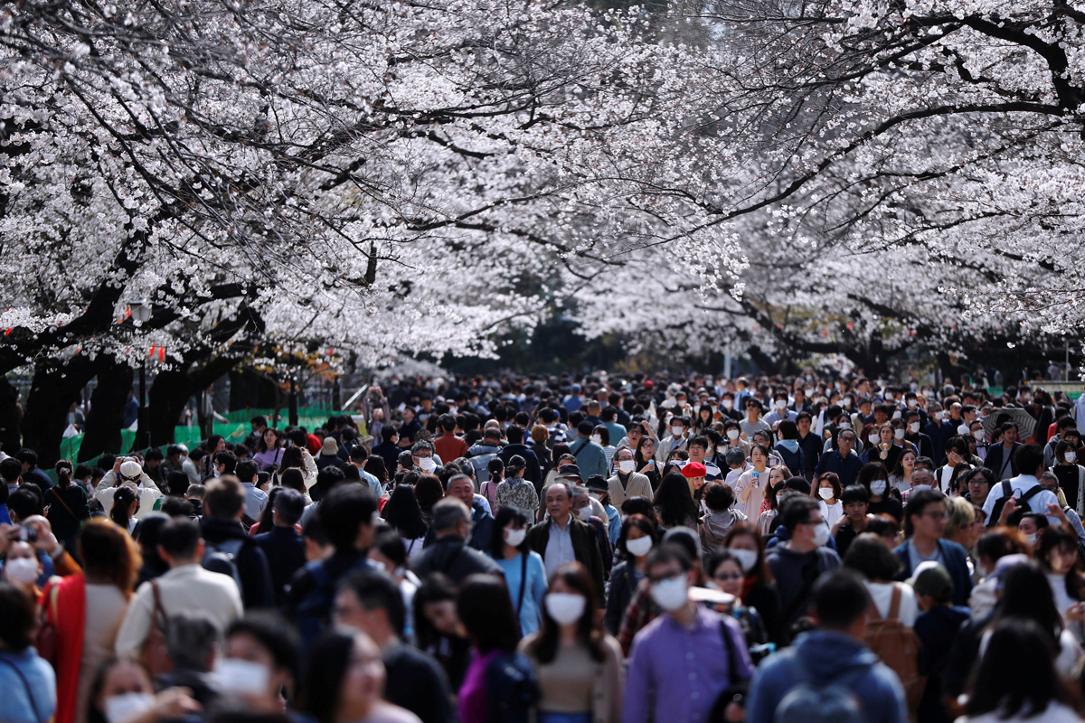 Посетители в защитных масках смотрят на цветущую сакуру в парке Уэно. Токио, Япония, 22 марта 2020 года