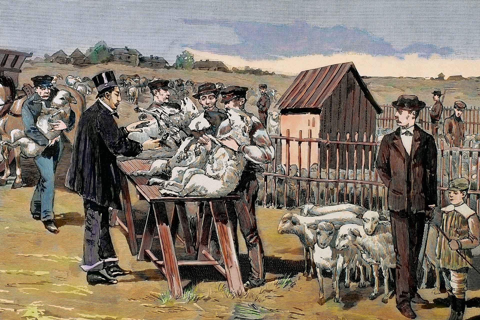 Луи Пастер проводит вакцинация овец от сибирской язвы