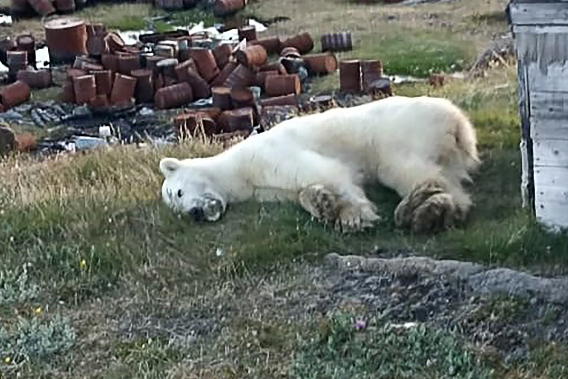 Белый медведь обнаружен у поселка Диксон в Красноярском крае