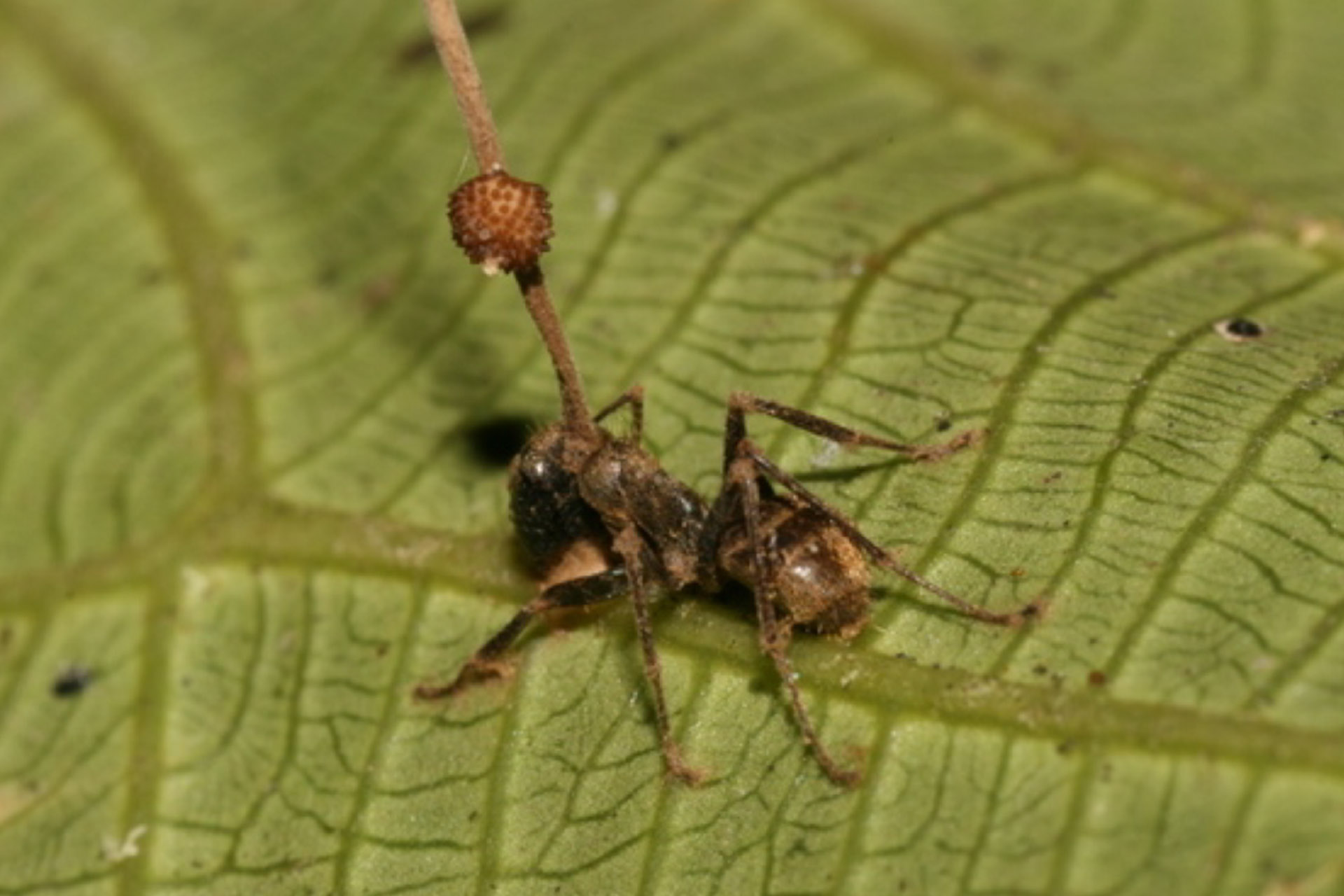 Ophiocordyceps unilateralis заставляет насекомое забраться на травинку повыше и вцепиться в нее мертвой хваткой
