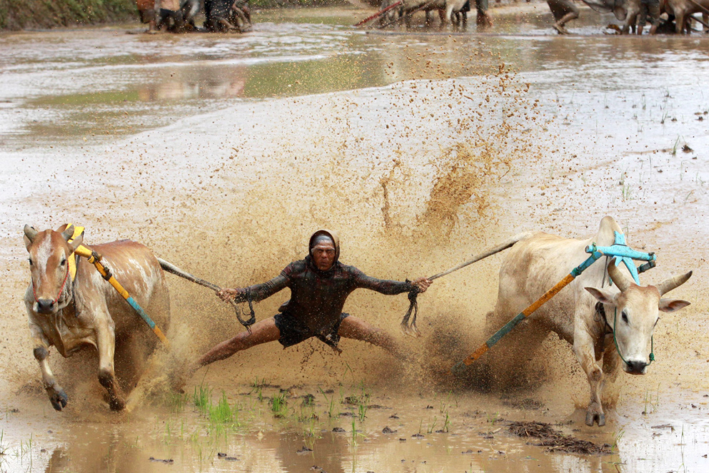 Батусангкар, Индонезия. Жокей управляет быками на ежегодной гонке Pacu Jawi, которая проводится на рисовом поле в ознаменование окончания сезона сбора урожая. Держась за хвосты и балансируя на деревянной планке, наездники демонстрируют мощь своих быков, которые затем будут проданы на аукционе