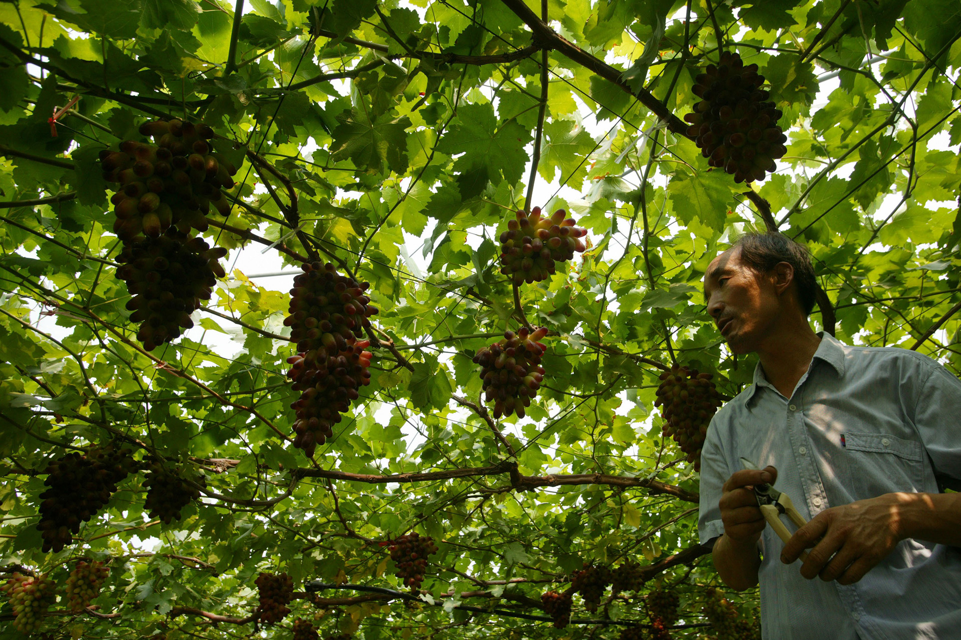 Фермер на своем винограднике. Поселок Хуанту провинции Цзянсу, Китай.