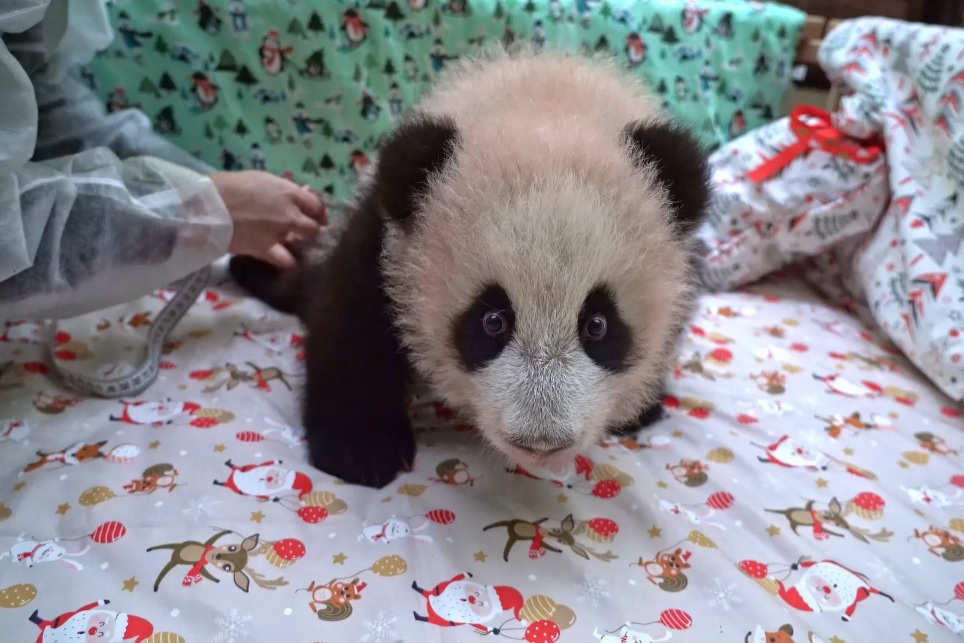 Детеныш панды из Московского зоопарка