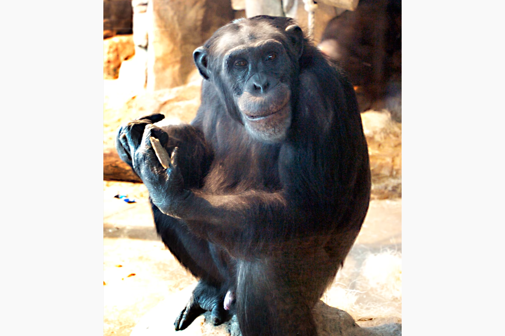 Шимпанзе Сантино