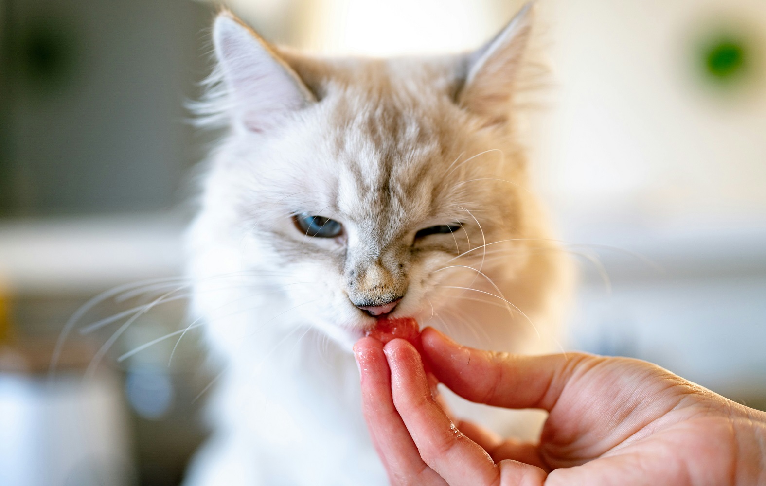 Швецарскую пенсионерку судят за подкармливание чужого кота