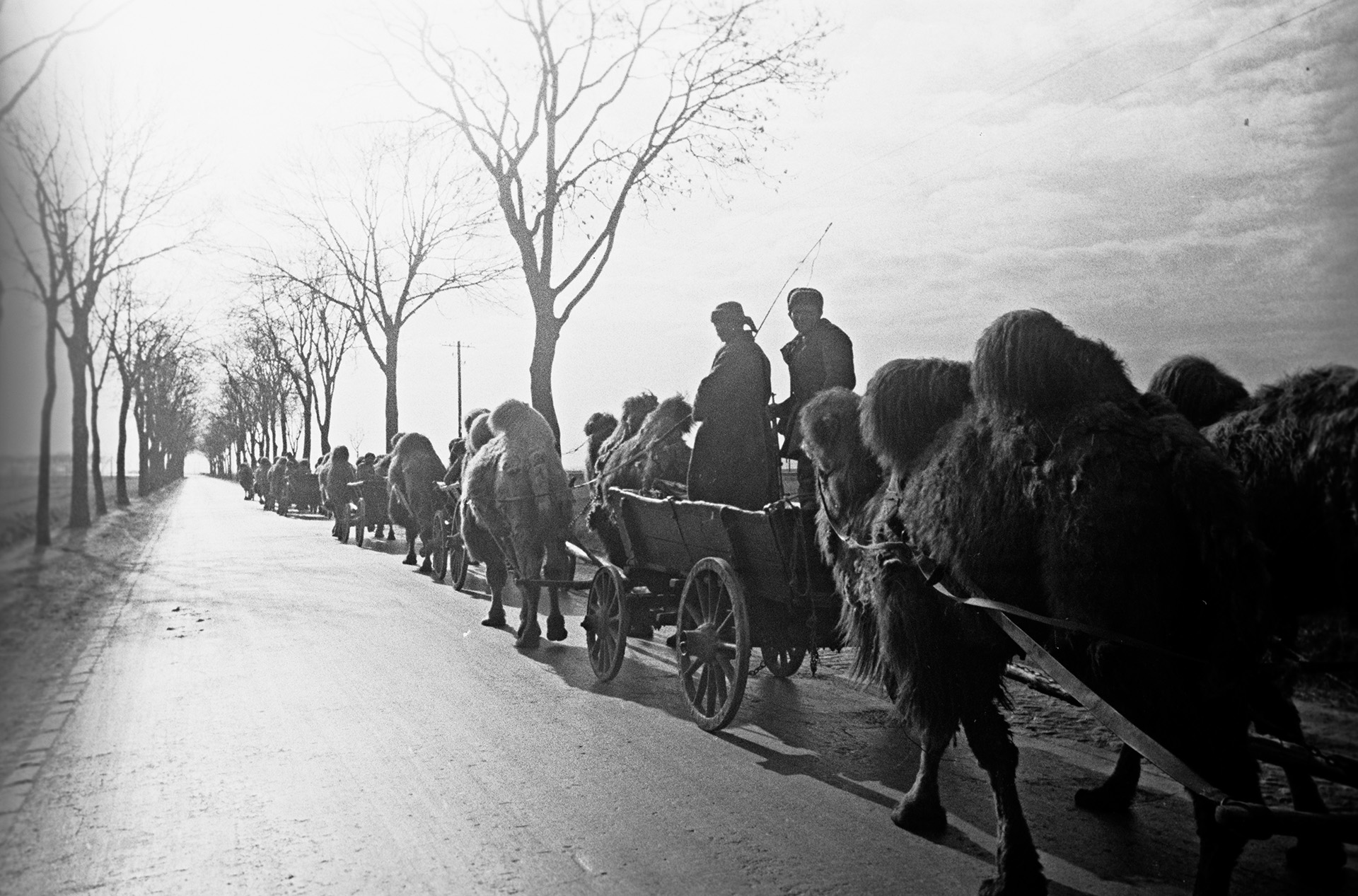 Повозки, запряженные верблюдами, по дороге к Берлину