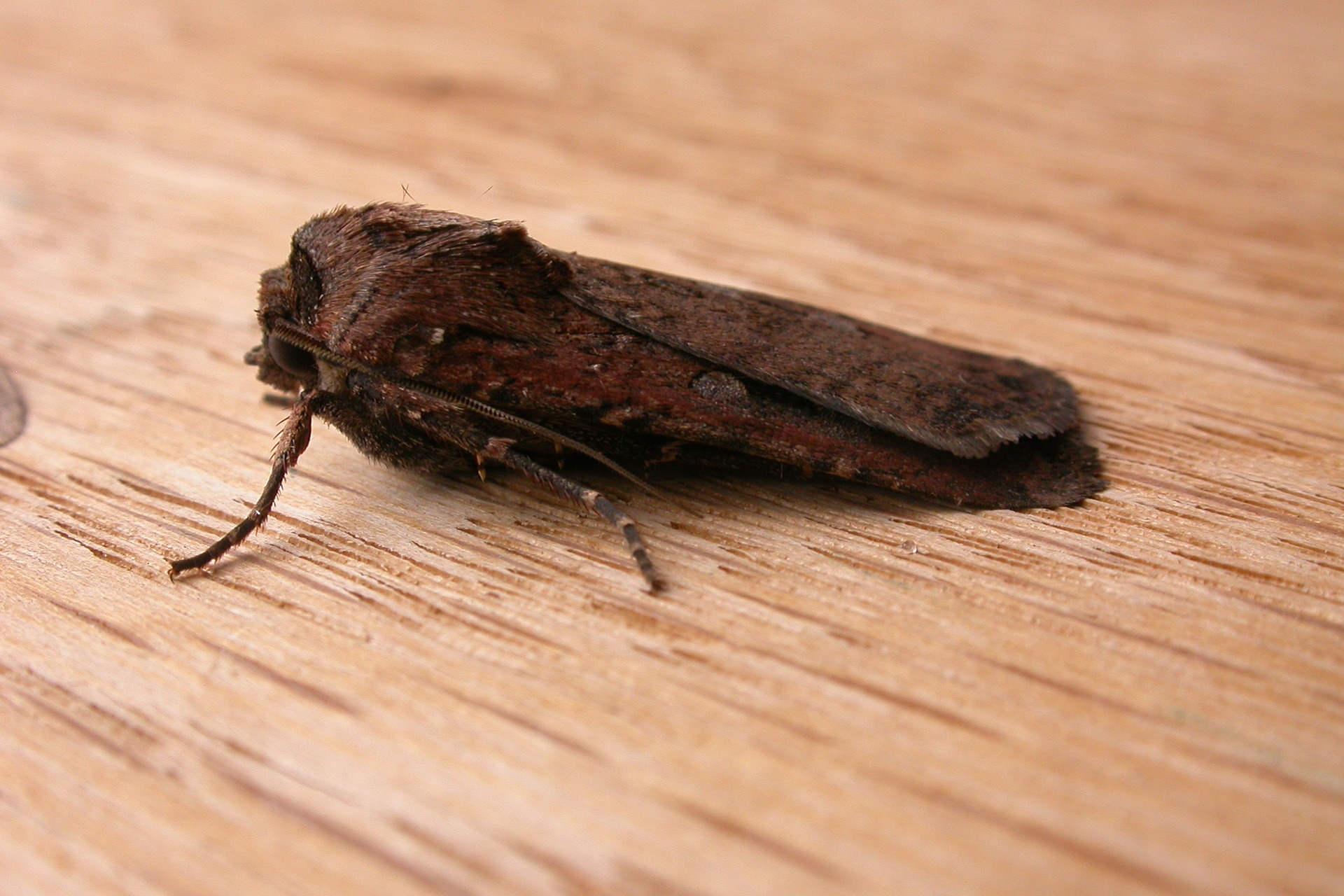 Agrotis infusa