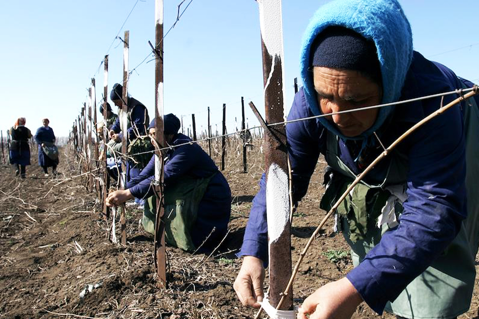 Женщины подвязывают лозу на виноградниках  в Ростовской области