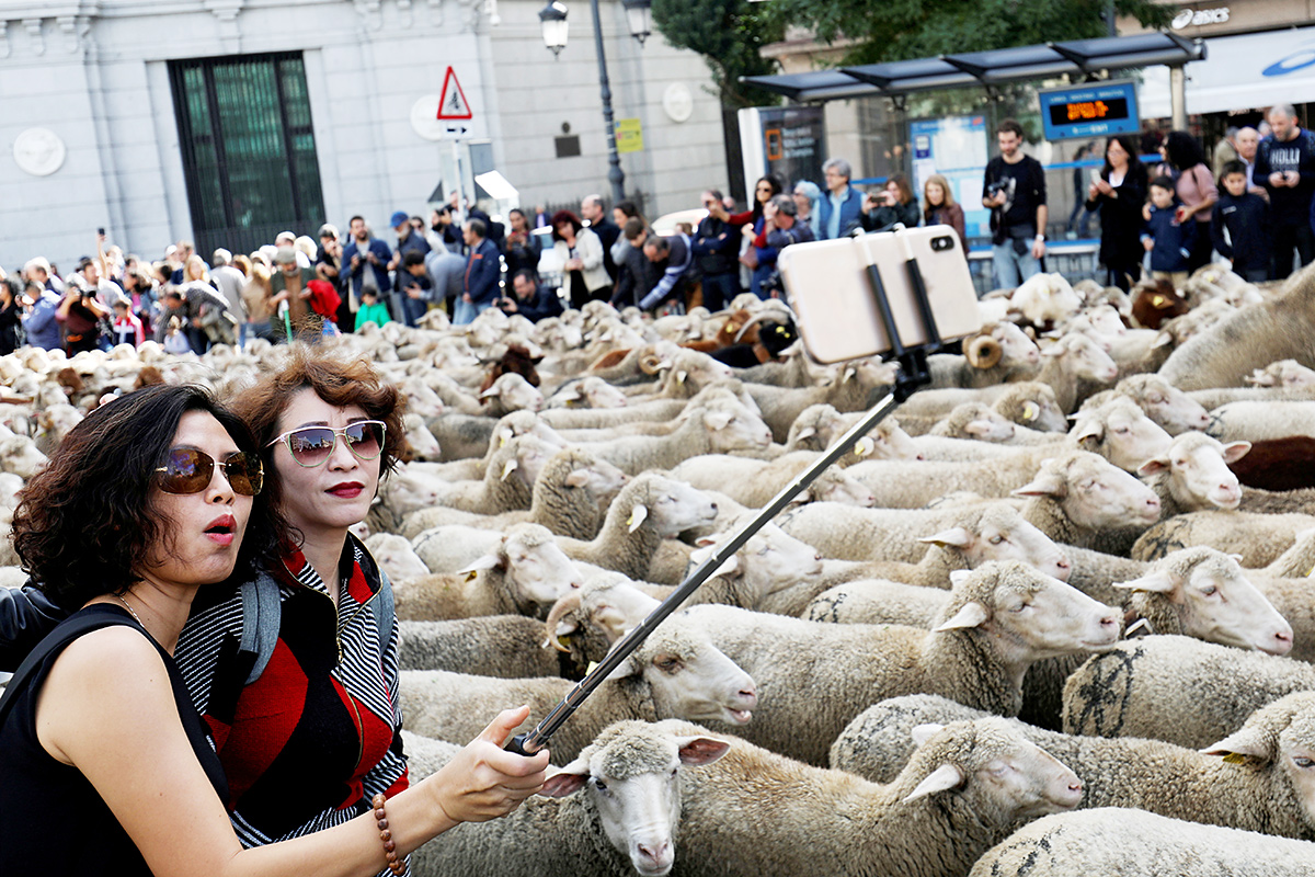 Женщины делают селфи рядом со стадом во время ежегодного парада овец в Мадриде. Пастухи провели тысячи животных через город по известным туристическим локациям. Фестиваль должен напоминать о праве испанских фермеров использовать маршруты, пролегающие через современный Мадрид, перегоняя скот с Севера Испании на пастбища в южной Испании