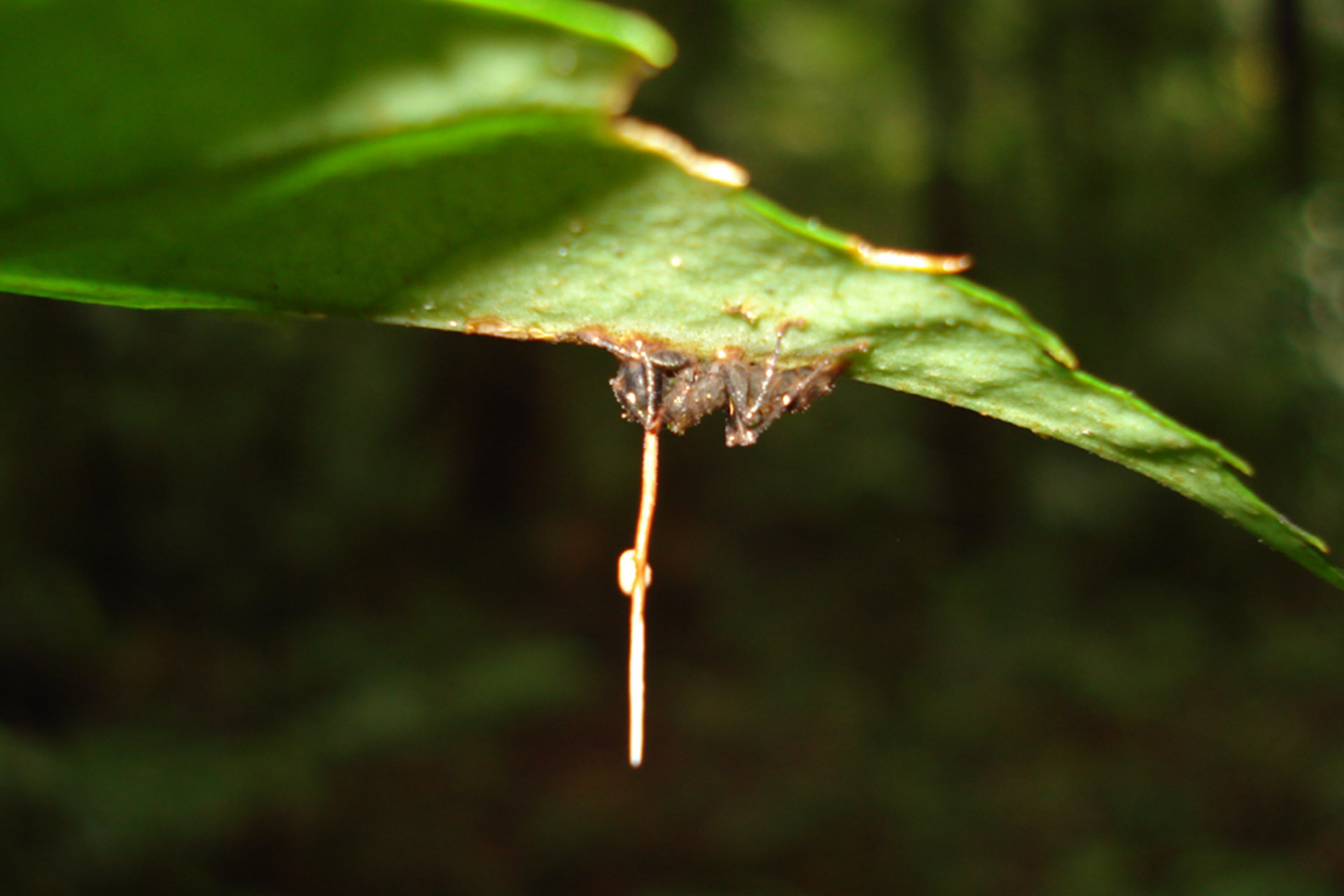 Через несколько дней гриб убивает муравья, образует плодовое тело и начинает распространять споры