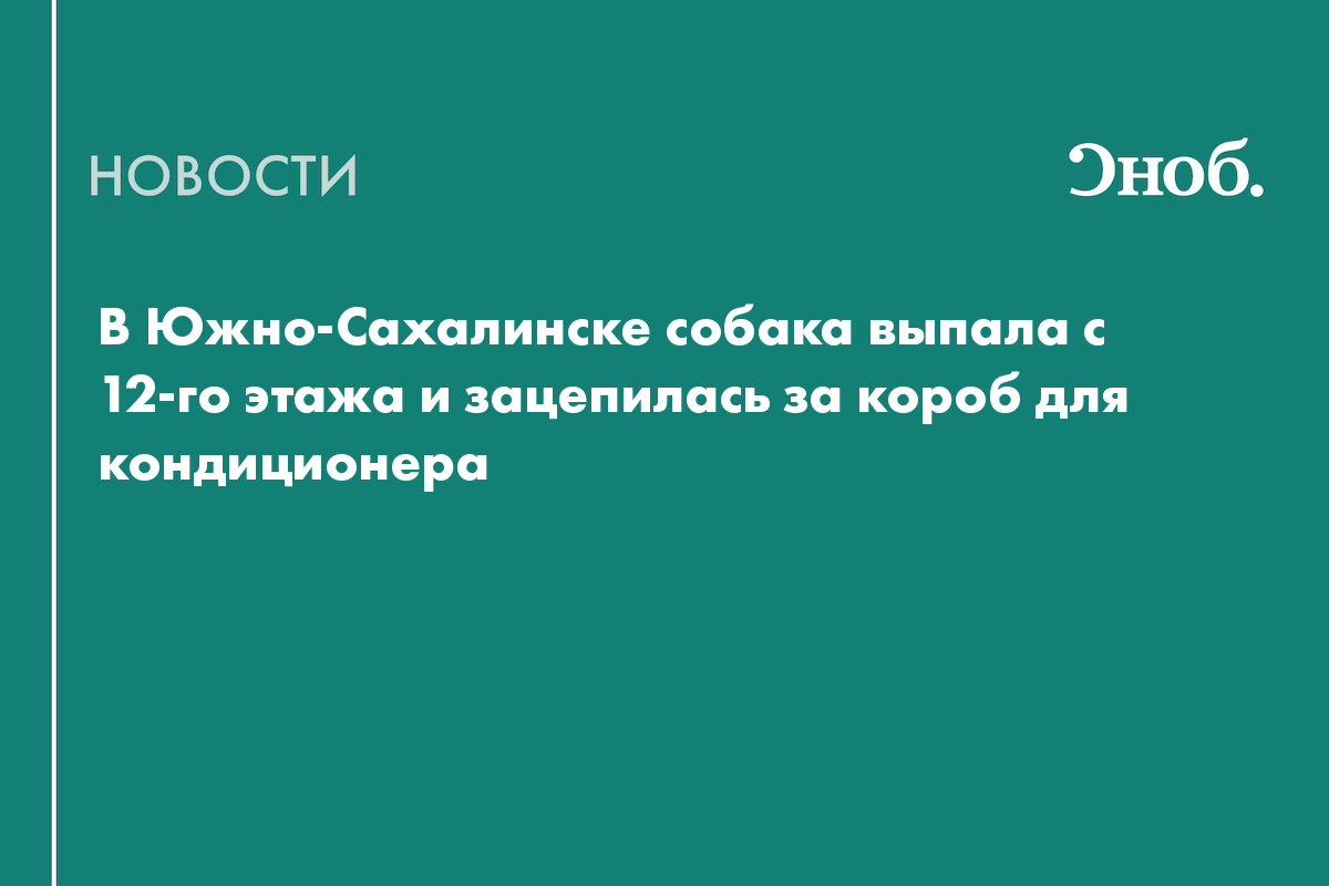 В Южно-Сахалинске собака выпала с 12-го этажа и зацепилась за короб для кондиционера