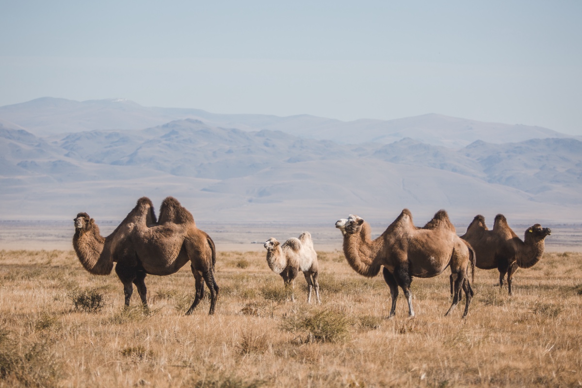 Двугорбые верблюды-бактрианы в Курайской степи