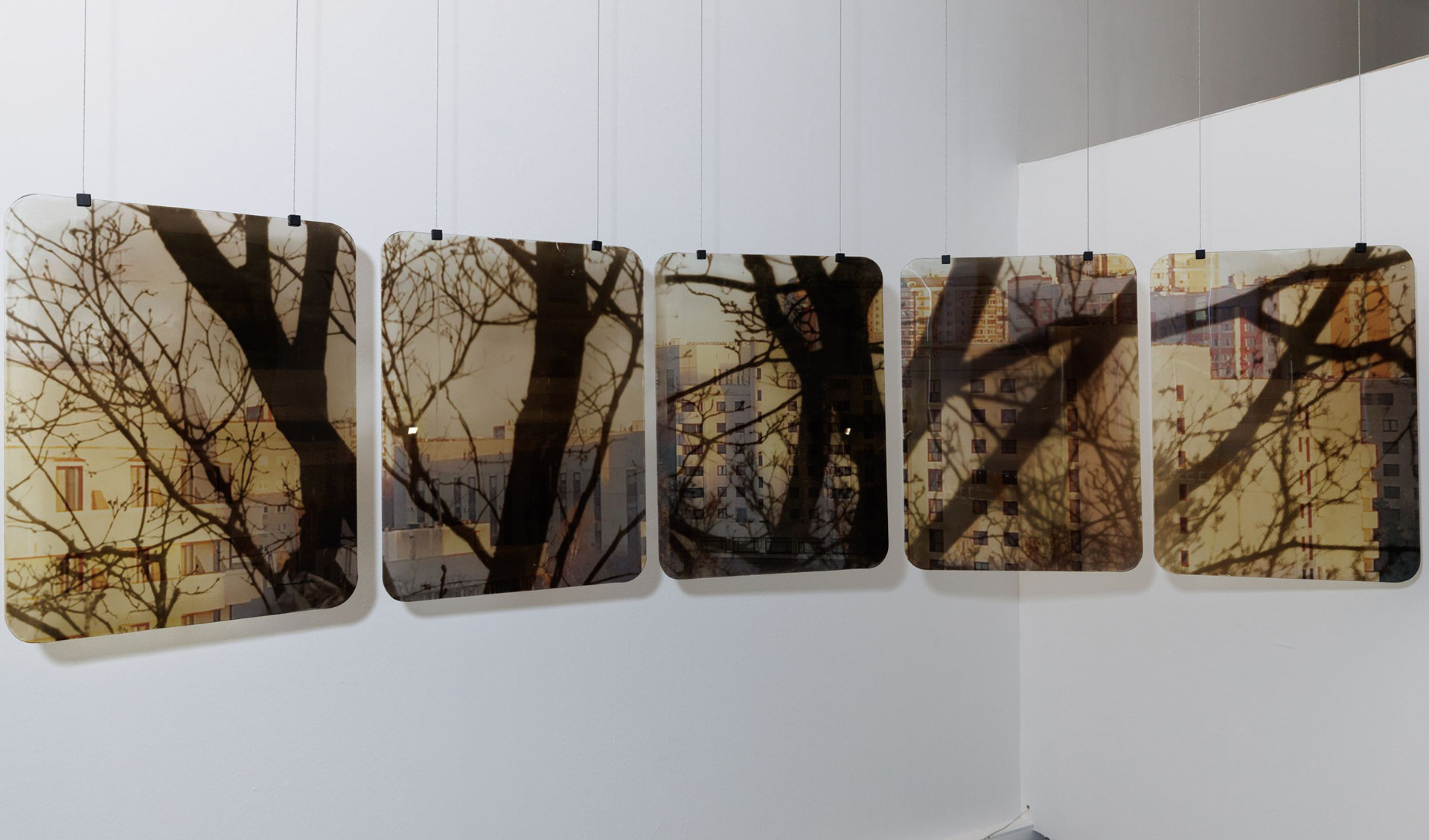 Ирина Зюськина, «Круговое движение. Когда деревья были большими», 2026 год